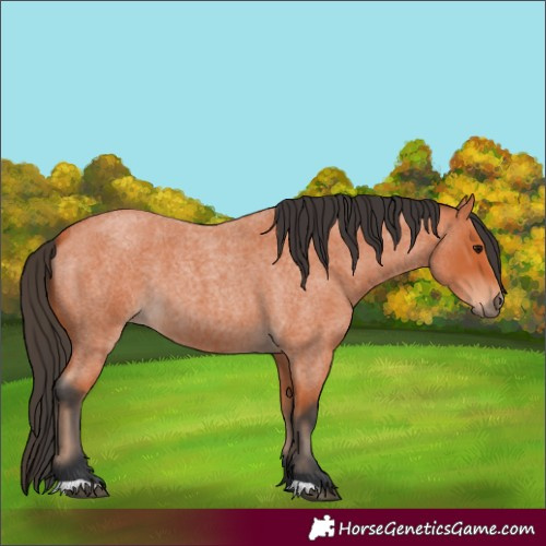 Horse Color:Bay Roan 