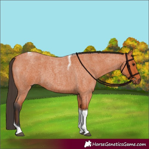 Horse Color:Bay Roan Tobiano 