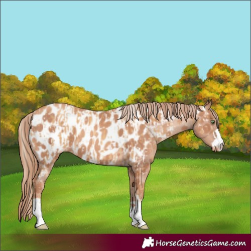 Horse Color:Gold Cream Champagne Appaloosa  and Gold Champagne Appaloosa 
