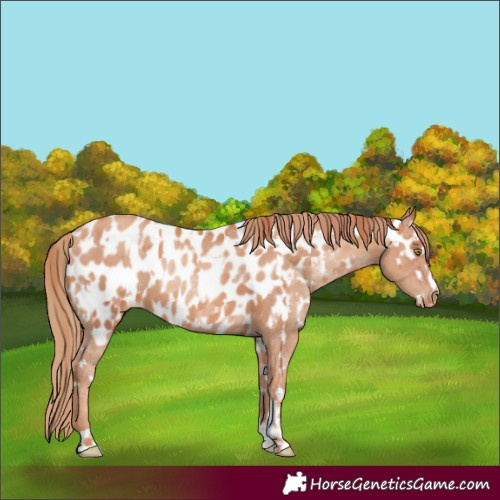 Horse Color:Gold Champagne Near Leopard Rabicano  and Gold Champagne Near Leopard Rabicano 