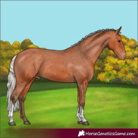 Horse Color:Silver Bay Tobiano Appaloosa 