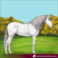 Horse Color:Classic Champagne Roan Splash Appaloosa