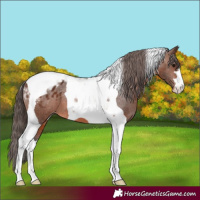 Horse Color:Brown Tobiano Appaloosa 
