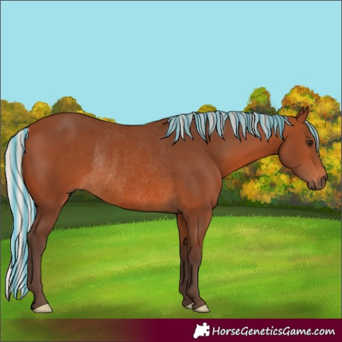 Horse Color:Painted Silver Brown Rabicano 