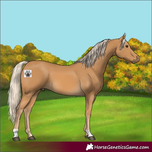 Horse Color:Palomino 