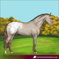 Horse Color:Classic Champagne Dun Appaloosa 