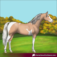 Horse Color:Silver Amber Champagne Splash Tobiano