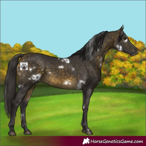 Horse Color:White Spotted Buckskin