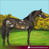 Horse Color:White Spotted Buckskin 