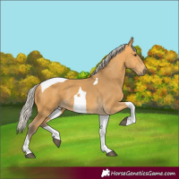 Horse Color:Silver Buckskin Tobiano 
