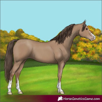 Horse Color:Classic Champagne 