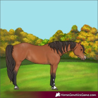 Horse Color:Bay 