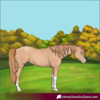 Horse Color:Gold Champagne Splash Tobiano 