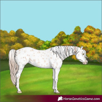Horse Color:Gold Champagne Near Leopard  and Gold Champagne Dun Near Leopard 