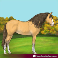 Horse Color:Amber Cream Champagne Rabicano 
