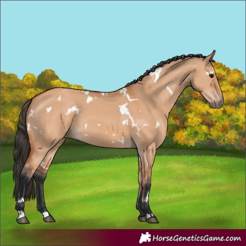 Horse Color:White Spotted Bay Dun 