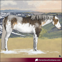 Horse Color:White Spotted Silver Buckskin