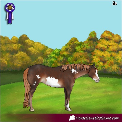 Horse Color:Liver Chestnut Frame 