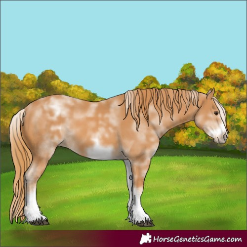 Horse Color:White Spotted Chestnut Frame