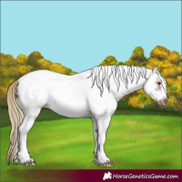 Horse Color:White Spotted Chestnut Frame 
