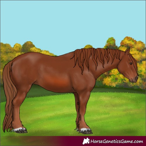 Horse Color:Chestnut 