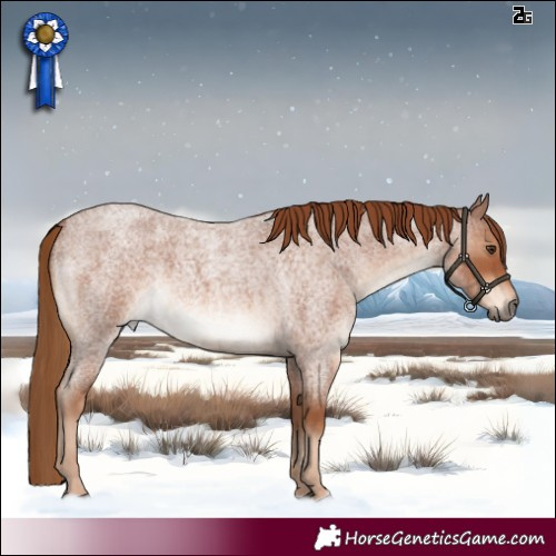 Horse Color:Red Roan 