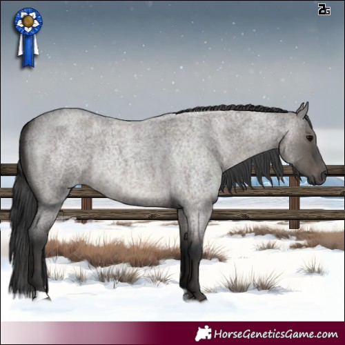 Horse Color:Grullo Roan 