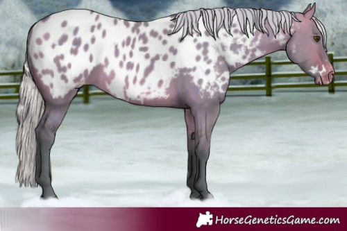 Horse Color:Watercolor White Spotted Silver Brown Dun Appaloosa Rabicano 