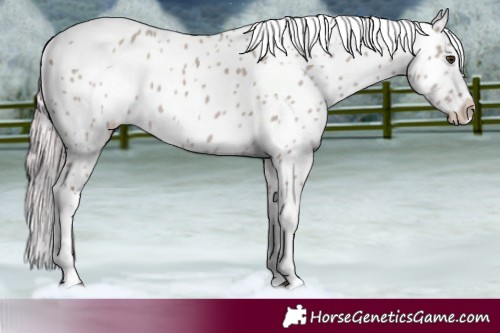 Horse Color:Watercolor Red Dun Tobiano Appaloosa Rabicano 
