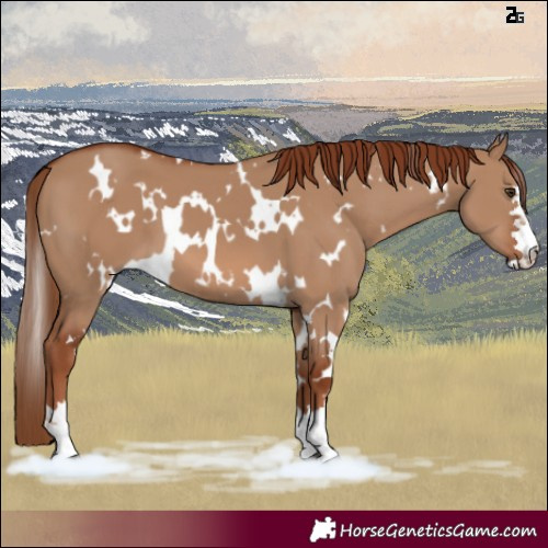 Horse Color:White Spotted Red Dun 