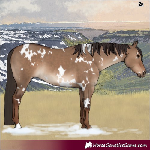 Horse Color:White Spotted Liver Red Dun 