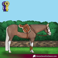 Horse Color:Silver Black Splash 