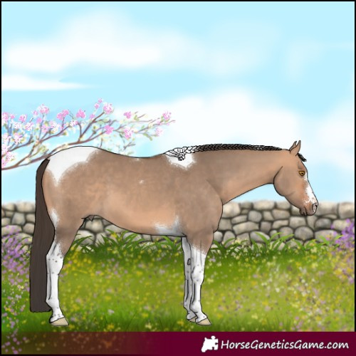 Horse Color:Bay Dun Tobiano 