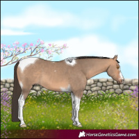 Horse Color:Bay Dun Tobiano 