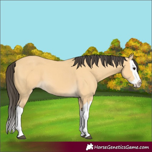 Horse Color:Buckskin Splash 