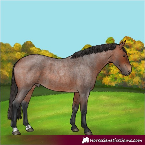 Horse Color:Bay Roan Rabicano and Bay Roan Rabicano