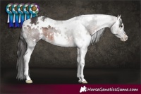 Horse Color:White Spotted Brown Sabino 