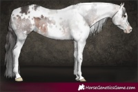 Horse Color:White Spotted Brown Sabino