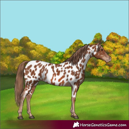 Horse Color:Chestnut Near Leopard 
