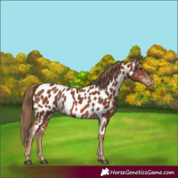 Horse Color:Chestnut Near Leopard 