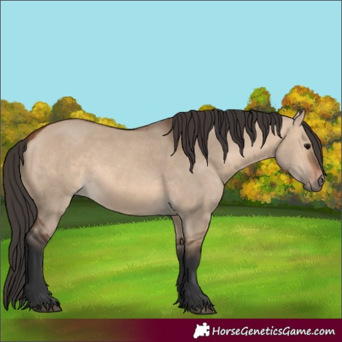 Horse Color:Bay Dun 