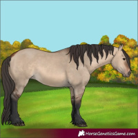 Horse Color:Bay Dun 