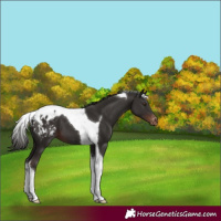 Horse Color:Liver Chestnut Tobiano Appaloosa 
