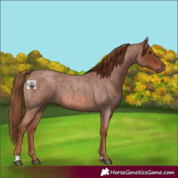 Horse Color:Red Roan 