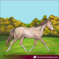 Horse Color:Gold Champagne Pearl Rabicano  and Gold Champagne Pearl Rabicano 