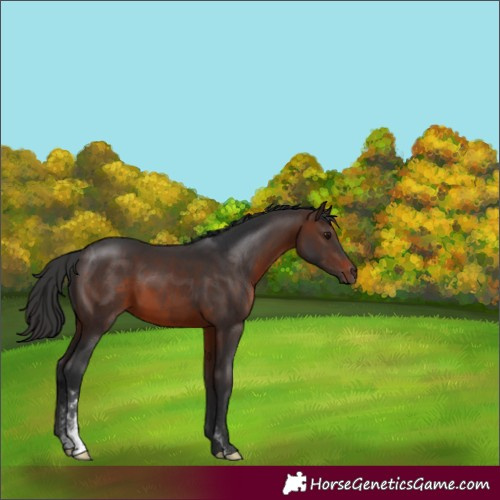 Horse Color:Brown Sabino 