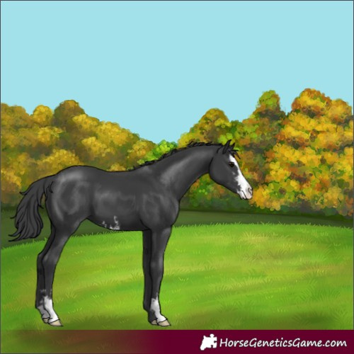 Horse Color:Black Sabino 
