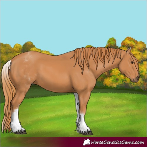 Horse Color:White Spotted Chestnut 