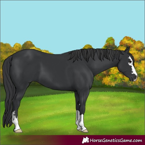 Horse Color:Black 