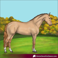 Horse Color:Red Dun 